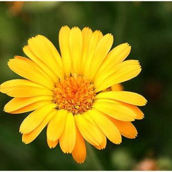 "Flor 9" başlıklı Fotoğraf Ramon Oliveras tarafından, Orijinal sanat