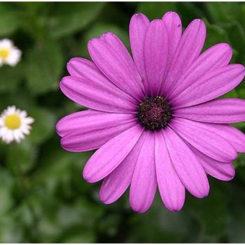 Fotografía titulada "Flor 13" por Ramon Oliveras, Obra de arte original