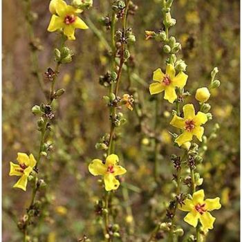 "Flor 20" başlıklı Fotoğraf Ramon Oliveras tarafından, Orijinal sanat