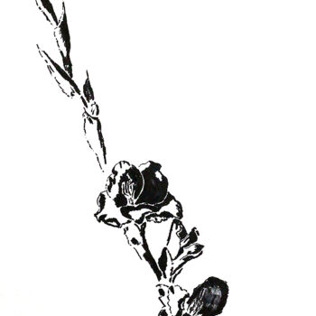 Disegno intitolato "gladiolus drawings…" da Raphael Perez, Opera d'arte originale, Inchiostro
