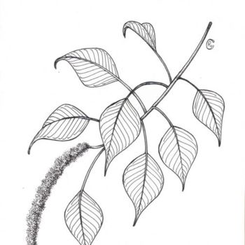 Drawing titled "Popcorn Tree Sapium…" by Raphael Gottlieb, Original Artwork