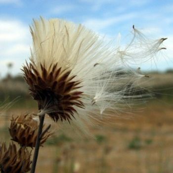 Fotografía titulada "DSCF6433.JPG" por Lucia Pujana, Obra de arte original