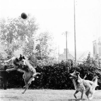 Photographie intitulée "les chiens football…" par Roger Cornet, Œuvre d'art originale