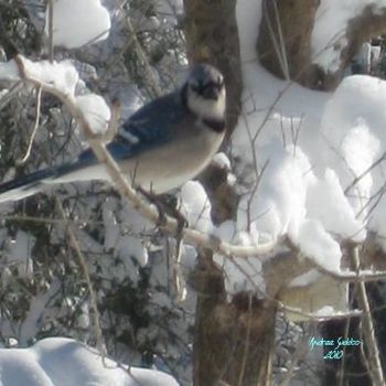 Photography titled "Blue-jay, winter 20…" by S.A.G.E., Original Artwork