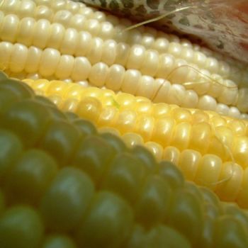 Photography titled "Corn Still" by Rebecca Finkelman, Original Artwork