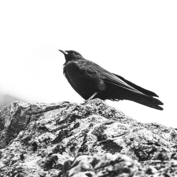 Photographie intitulée "Bird" par Rémi Baudry, Œuvre d'art originale, Photographie numérique