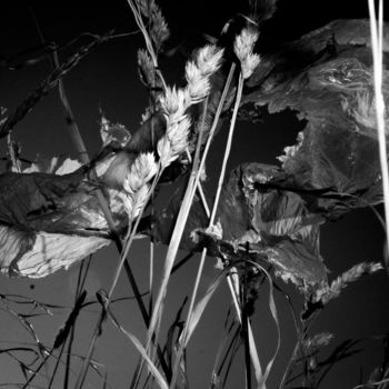 Fotografia intitolato "Sweddish bush" da Remi Bouclaud, Opera d'arte originale