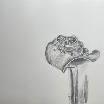 Desenho intitulada "Grenouille" por Rémi Capobianco, Obras de arte originais, Lápis