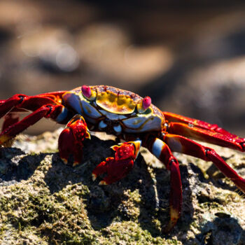 Fotografie getiteld "Sally Lightfoot crab" door Rémi Carbonaro, Origineel Kunstwerk, Digitale fotografie Gemonteerd op Alumi…
