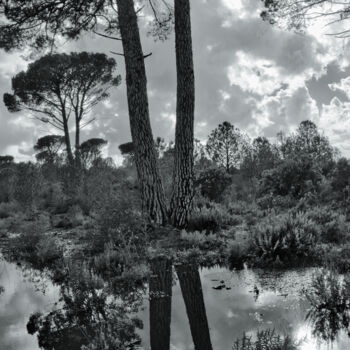 Photography titled "Dans la forêt après…" by Rémy Vallée, Original Artwork, Non Manipulated Photography
