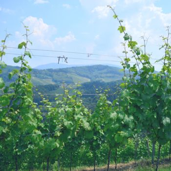 Fotografia intitulada "Vignes" por Renaud Klumpp, Obras de arte originais