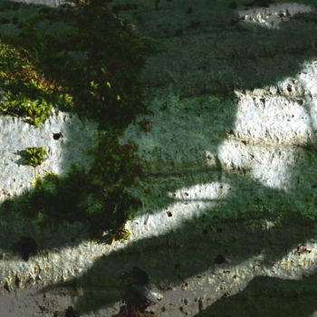 Фотография под названием "Végétal 12" - Renaud Klumpp, Подлинное произведение искусства, Цифровая фотография