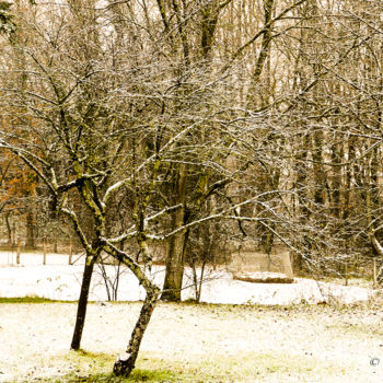 Photographie intitulée "ARBRE" par Karine Revillon, Œuvre d'art originale