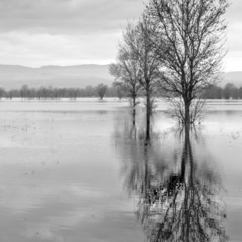 Photography titled "ARBRES DANS L'EAU" by Karine Revillon, Original Artwork