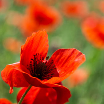 Photographie intitulée "COQUELICOT" par Karine Revillon, Œuvre d'art originale