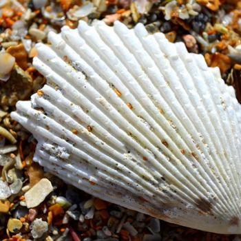 "Macro coquillage" başlıklı Fotoğraf Riad Belhimer tarafından, Orijinal sanat