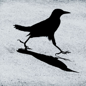 Fotografia intitolato "Black Bird Strut" da Robbi Ling Montgomery, Opera d'arte originale
