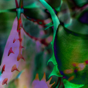 Digital Arts titled "Thorns in Color" by Robbi Ling Montgomery, Original Artwork, 2D Digital Work
