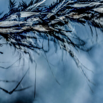 Digital Arts titled "Winter Breeze" by Robbi Ling Montgomery, Original Artwork, 2D Digital Work