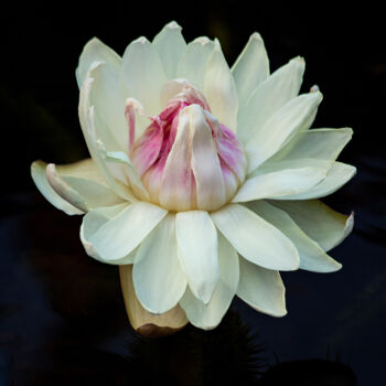 Photography titled "Lotus" by Robbi Ling Montgomery, Original Artwork
