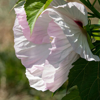 Photography titled "Hibiscus" by Robbi Ling Montgomery, Original Artwork, Digital Photography