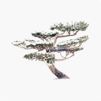 Fotografie getiteld "Japanese Pine in Sn…" door Robbi Ling Montgomery, Origineel Kunstwerk, Digitale fotografie