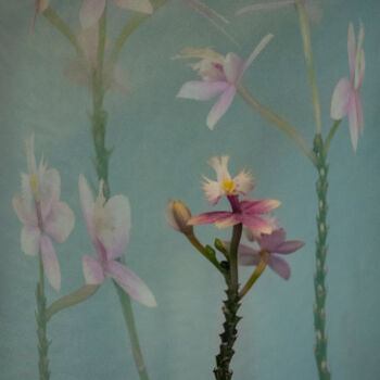 Arte digitale intitolato "Orchids Dance" da Robbi Ling Montgomery, Opera d'arte originale, Fotomontaggio