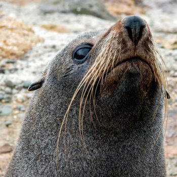 Fotografie mit dem Titel "Wary Fur Seal" von Robbi Ling Montgomery, Original-Kunstwerk, Digitale Fotografie