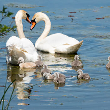 Photography titled "Family Swim" by Robbi Ling Montgomery, Original Artwork, Digital Photography