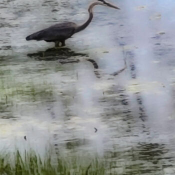 Photography titled "Great Blue Heron" by Robbi Ling Montgomery, Original Artwork, Digital Photography