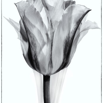 Digital Arts titled "Tulip's Shadow" by Robbi Ling Montgomery, Original Artwork, 2D Digital Work