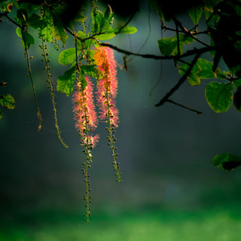Photography titled "Hanging Flower" by Robbie Ross, Original Artwork