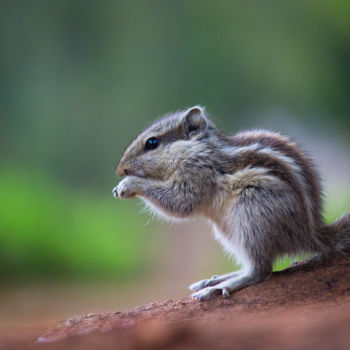 Photography titled "Squirrel" by Robbie Ross, Original Artwork