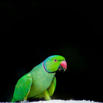 Photography titled "parrot.jpg" by Robbie Ross, Original Artwork