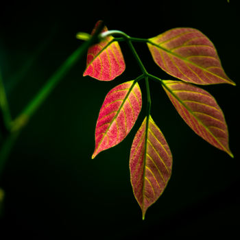 Photography titled "Autumn Leaves" by Robbie Ross, Original Artwork