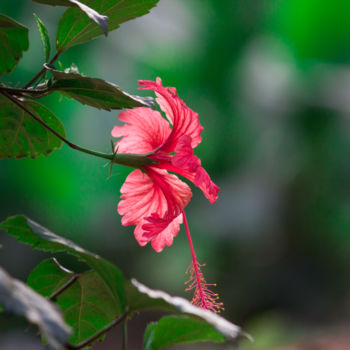 Fotografie mit dem Titel "Hibiscus Flower" von Robbie Ross, Original-Kunstwerk