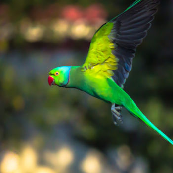 Фотография под названием "Rose Ringed Parakeet" - Robbie Ross, Подлинное произведение искусства