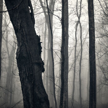 Fotografia intitolato "Winter Trees" da Robert D Atkinson, Opera d'arte originale, Fotografia digitale