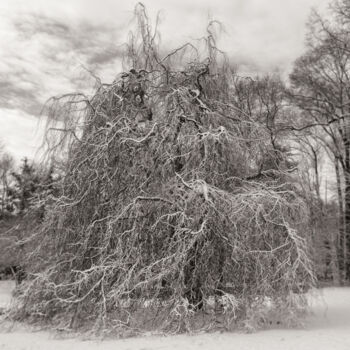 Photographie intitulée "Winter Tree" par Robert D Atkinson, Œuvre d'art originale, Photographie numérique