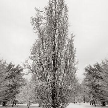 Фотография под названием "Tall Winter Tree" - Robert D Atkinson, Подлинное произведение искусства, Цифровая фотография