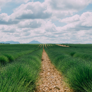 Photography titled "Lavender field - Pr…" by Roberto Federico, Original Artwork