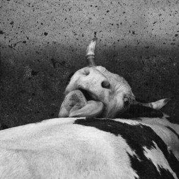 Photographie intitulée "mucca valdostana" par Roberto Ferrero, Œuvre d'art originale, Photographie argentique