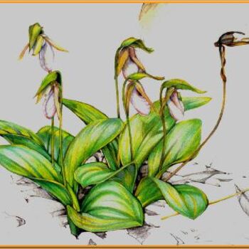 Drawing titled "Lady Slippers Full…" by Robin Mols, Original Artwork