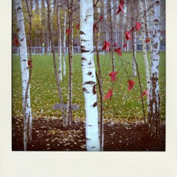 Fotografia zatytułowany „Trees” autorstwa Robin Santus, Oryginalna praca