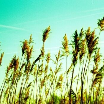 Photography titled "Golden grass." by Robin Vandenabeele, Original Artwork