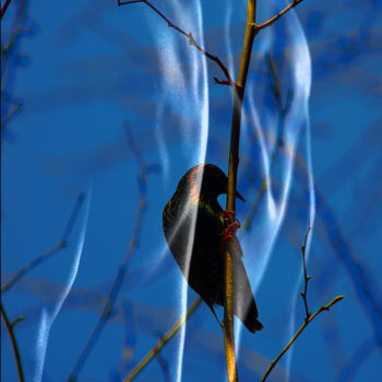 Photographie intitulée "l'Oiseaux" par Rodmel, Œuvre d'art originale