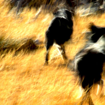 Фотография под названием "Dogs" - Rodmel, Подлинное произведение искусства, Цифровая фотография Установлен на Алюминий