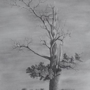 Drawing titled "Baumstudie" by Ronald Firla, Original Artwork, Pencil