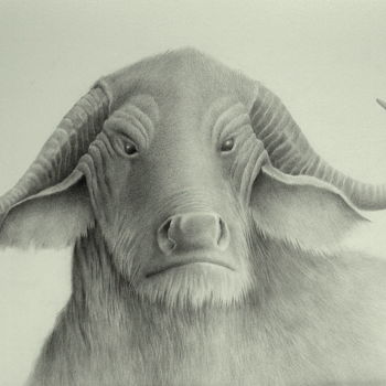 Tekening getiteld "waterbuffalo" door Roger Thijs, Origineel Kunstwerk, Grafiet