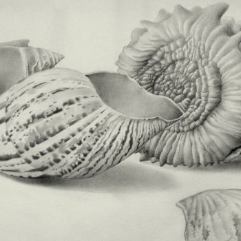 Drawing titled "Shells, real and fa…" by Roger Thijs, Original Artwork, Pencil